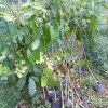 Road_Side_Tree_Planting