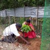 Road_Side_Tree_Planting