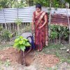 Road_Side_Tree_Planting