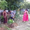 Road_Side_Tree_Planting