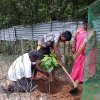 Road_Side_Tree_Planting
