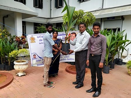 Supply_Coconut_Seedling