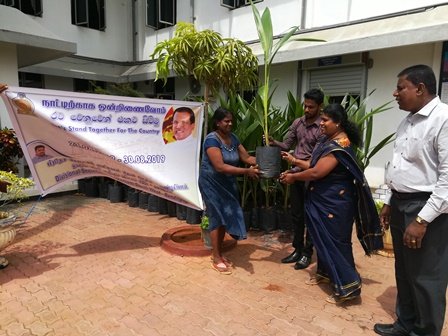 Supply_Coconut_Seedling