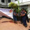 Supply_Coconut_Seedling